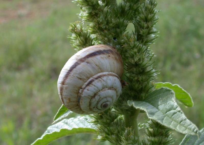 Chiocciole: Pomatias elegans e Cernuella virgata